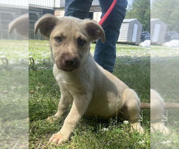 Medium Photo #1 Bulldog-Labrador Retriever Mix Puppy For Sale in Wetumpka, AL, USA