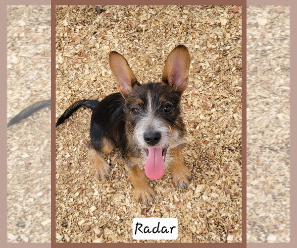 Medium Photo #2 Mutt Puppy For Sale in Granbury, TX, USA