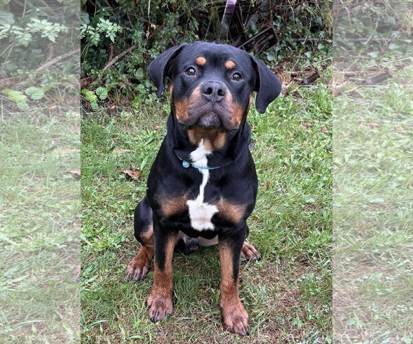 Medium Photo #1 Rottweiler-Unknown Mix Puppy For Sale in Spring Lake, NJ, USA