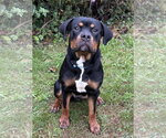 Rokkie - Male Rottweiler-Unknown Mix Dog for Adoption - Small photo