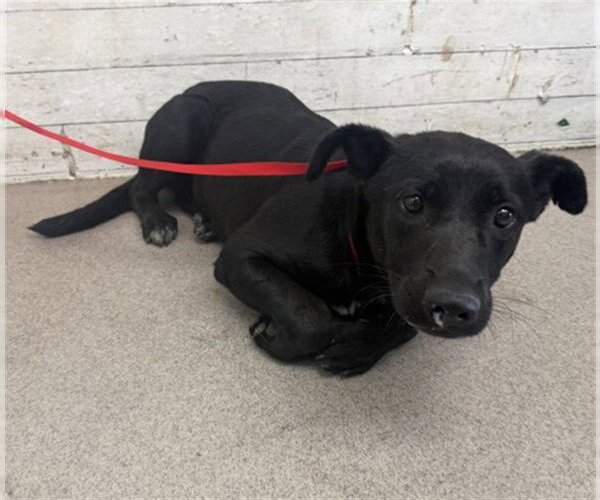 Medium Photo #1 Labrador Retriever-Unknown Mix Puppy For Sale in San Bernardino, CA, USA