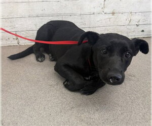 Labrador Retriever-Unknown Mix Dogs for adoption in San Bernardino, CA, USA