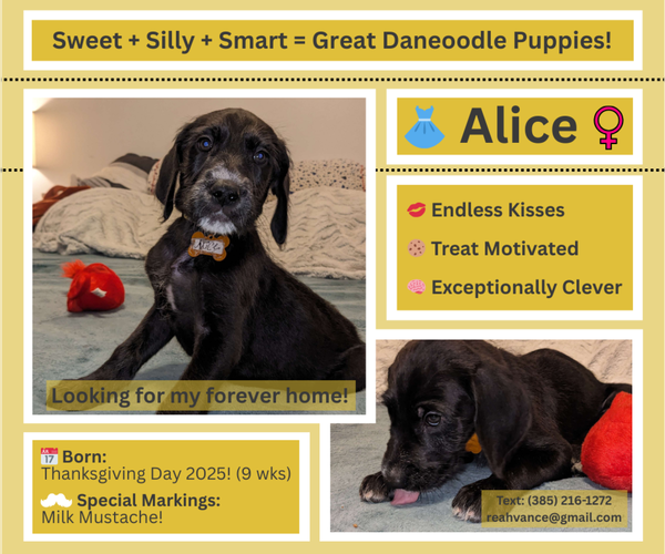 Medium Photo #1 Great Dane-Poodle (Standard) Mix Puppy For Sale in SALT LAKE CITY, UT, USA