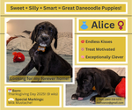 Puppy Alice Great Dane-Poodle (Standard) Mix