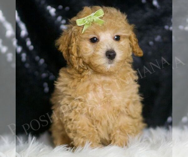 Medium Photo #69 Maltipoo (Miniature) Puppy For Sale in WARSAW, IN, USA