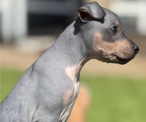 American Hairless Terrier Puppy for sale in MCKINLEYVILLE, CA, USA
