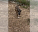 Duke - Male Mutt Dog for Adoption - Small photo