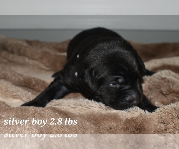 Medium Photo #11 Labrador Retriever Puppy For Sale in PAWNEE, IL, USA
