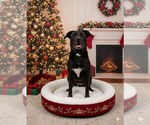 Labrador Retriever-Unknown Mix Dogs for adoption in Evansville, IN, USA