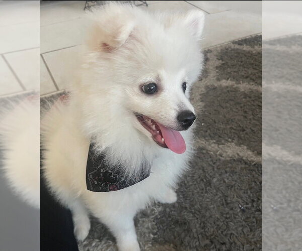 Medium Photo #1 Pomeranian Puppy For Sale in Dana Point, CA, USA