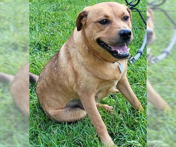 Medium Photo #4 Labrador Retriever-Unknown Mix Puppy For Sale in Newfoundland, PA, USA