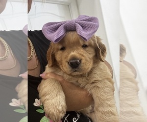 Medium Golden Retriever