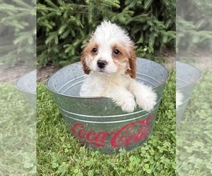 Golden Mountain Doodle Puppy for sale in MIDDLEBURY, IN, USA