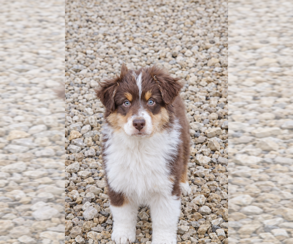 Medium Photo #1 Australian Shepherd Puppy For Sale in MABEL, MN, USA