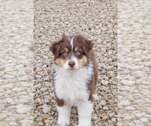Medium Australian Shepherd