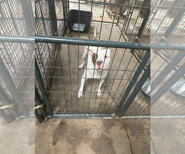 Medium Photo #2 American Staffordshire Terrier-Unknown Mix Puppy For Sale in Jackson, MS, USA