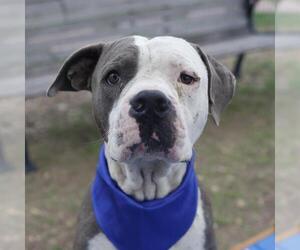 American Staffordshire Terrier-Unknown Mix Dogs for adoption in San Antonio, TX, USA