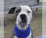Small American Staffordshire Terrier Mix