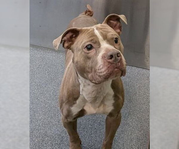 Medium Photo #2 American Staffordshire Terrier-Unknown Mix Puppy For Sale in NEWPORT NH, NH, USA