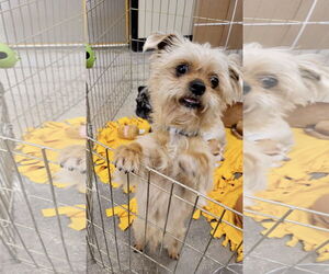 Chihuahua-Unknown Mix Dogs for adoption in Victorville, CA, USA