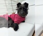 Small #5 Poodle (Miniature) Mix