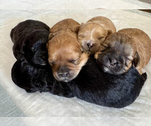 Shih-Poo Litter for sale in ALMA, AR, USA