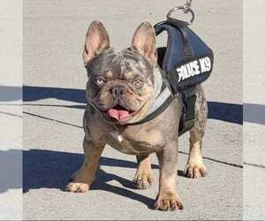 Mother of the French Bulldog puppies born on 01/19/2023