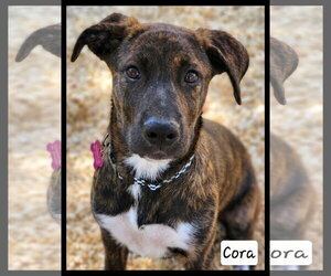 Plott Hound-Unknown Mix Dogs for adoption in Granbury, TX, USA