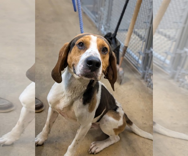 Medium Photo #4 Treeing Walker Coonhound-Unknown Mix Puppy For Sale in Crystal, MN, USA
