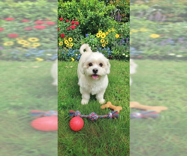 Medium Photo #12 Zuchon Puppy For Sale in Weston, FL, USA