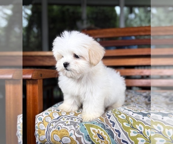 Medium Photo #4 Mal-Shi Puppy For Sale in NOBLESVILLE, IN, USA