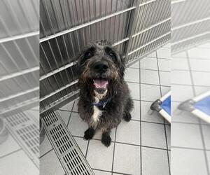 Miniature Schnauzer-Poodle (Standard) Mix Dogs for adoption in Canfield, OH, USA