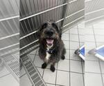 Small Miniature Schnauzer-Poodle (Standard) Mix