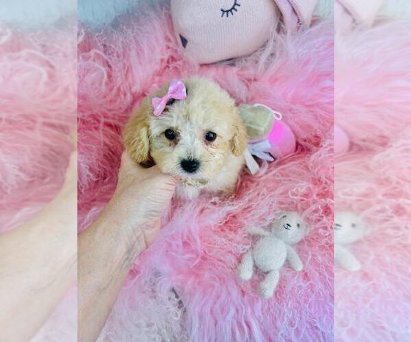 Medium Photo #5 Poodle (Toy) Puppy For Sale in DALLAS, TX, USA