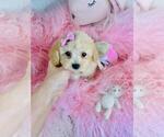 Small #4 Poodle (Toy)
