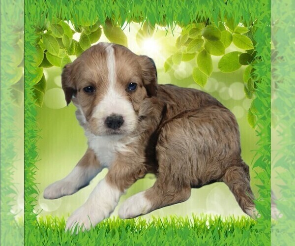 Medium Photo #9 Bernedoodle (Miniature) Puppy For Sale in BLACK FOREST, CO, USA