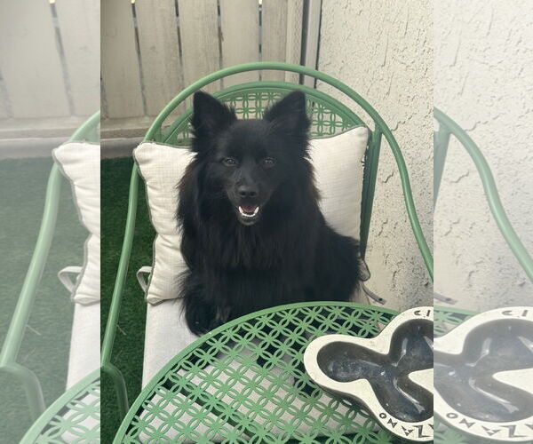 Medium Photo #3 Pomimo Puppy For Sale in Lake Elsinore, CA, USA