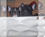 Small Photo #6 French Bulldog Puppy For Sale in CLARKSBURG, MD, USA