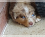 Small Photo #7 Australian Shepherd Puppy For Sale in OZARK, AR, USA