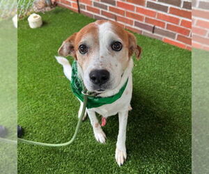 Mutt Dogs for adoption in Murfreesboro, TN, USA