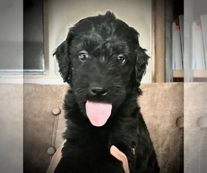 Goldendoodle (Miniature) Puppy for sale in WOODLAND, WA, USA