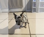 Puppy Puppy 3 French Bulldog