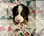 Puppy Orange Bernese Mountain Dog