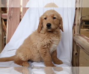 Golden Retriever Puppy for sale in SHILOH, OH, USA