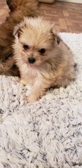 Yoranian Puppy for sale in JACKSONVILLE, FL, USA