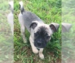 Small Photo #1 Buggs Puppy For Sale in FORNEY, TX, USA