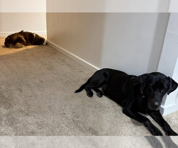 Medium Photo #4 Labrador Retriever-Unknown Mix Puppy For Sale in Salt Lake City, UT, USA