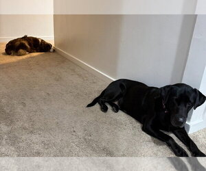 Winnie - Female Labrador Retriever-Unknown Mix Dog for Adoption - Photo #4