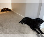 Small Photo #4 Labrador Retriever-Unknown Mix Puppy For Sale in Salt Lake City, UT, USA