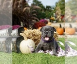 Puppy Twizzler French Bulldog